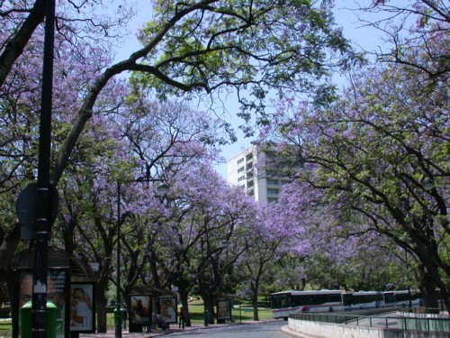 Jacarands (Jacaranda mimosifolia) Rua Joaquim Antnio de Aguiar